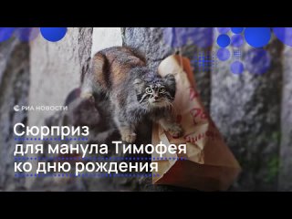 Символ Московского зоопарка манул Тимофей сегодня отмечает день рождения — ему исполнилось пять лет. В честь праздника... (видео)