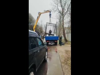 🐗 В Лисьем Носу отловили кабана, ставшего любимцем местных жителей.  Зверь, которого прозвали Жориком, свободно гулял... (видео)