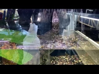 Каймана заметили в зоомагазине на проспекте Славы — петербуржец пожаловался в Росприроднадзор, который объявил... (видео)