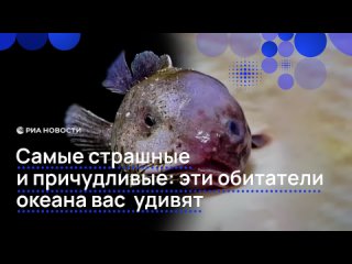 Губан, рыба-капля, бочкоглаз и нетопырь Дарвина — одни из многих жителей океана, которые могут удивить или даже... (видео)