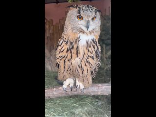 Филин Тихоня в Ленинградском зоопарке 🦉 (видео)