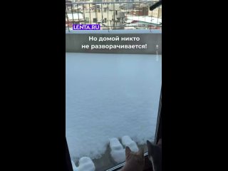 Этим котам явно не нравится снег весной, который всё никак не растает.   Но гулять хочется, поэтому терпят.   Ставьте... (видео)