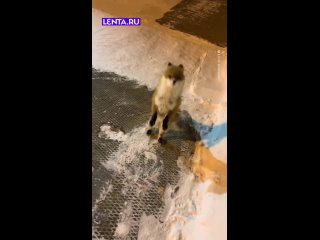 "А кто будет мухлевать - получит по морде.  По рыжей, хитрой морде!" 😜 - Андрей Андреев