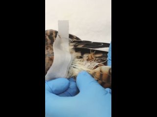 Помогаем ястребу вновь обрести счастье полетов (видео)