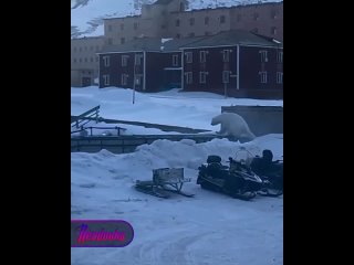 На крайнем севере полярник оставил еду в снегоходе и чуть сам не стал обедом для белого медведя    На архипелаге... (видео)