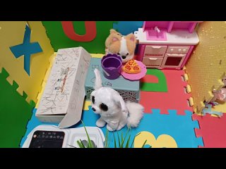 Собачки