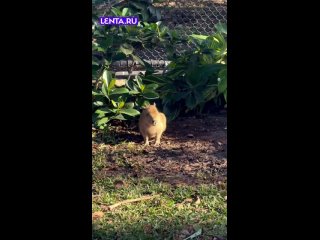 Именно так мы ощущаем себя с приходом весны.  А вы? ... (видео)