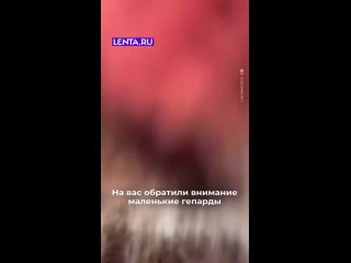 Вас заметили опасные и свирепые хищники.   Теперь вам не спастись от их милых мордочек   #лентадобра@lentaru  ... (видео)
