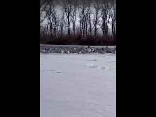 Именно где те ишаки которые называют себя природоохрана егеря и прочая шушара - Владимир Акимов