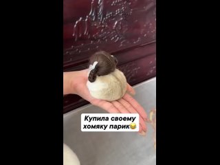 Купила хомяку парик (видео)
