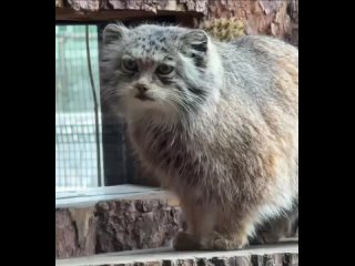 🐈 День манула отметят 20 апреля в Ленинградском зоопарке.  Гостей ждут встречи с милейшими дикими котами, викторины и... (видео)