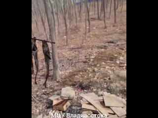 Зоозащитники обвинили корейцев в поедании владивостокских собак — отчитываться о состоянии животных пришлось... (видео)