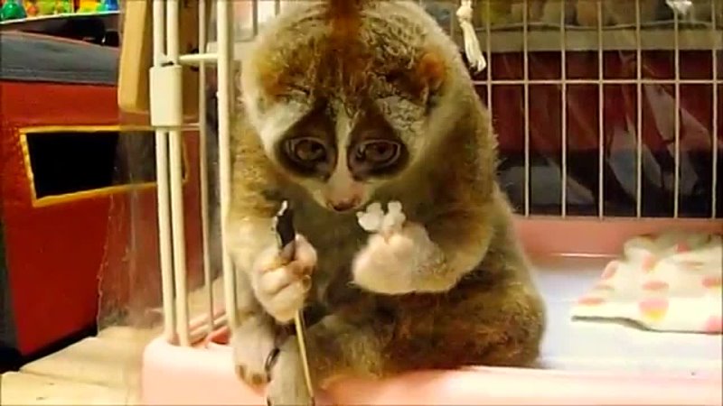 Slow Loris Eating Rice