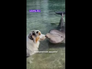 Строчка «Ты на суше, я на море, мы не встретимся никак» точно не про этих ребят! ... (видео)