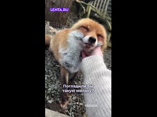 Нет!!!!!!!!!!!!!!!! Лисы разносчики бешенства - Елена Шляхина