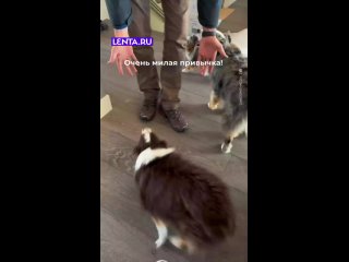 У этого пса есть очень милая привычка — подходить к хозяину, падать на пол и проситься на ручки.   Ставьте ❤ милашке  ... (видео)