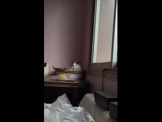 Доброе утро! С понедельником… (видео)