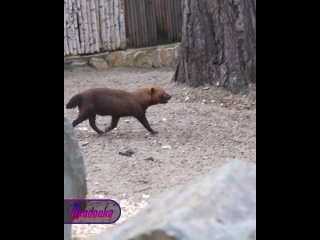 Мимишная суета: кустарниковые собаки устроили веселый движ в зоопарке    В Новосибирском зоопарке день начался особенно... (видео)