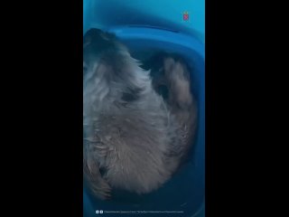 В Фонд друзей балтийской нерпы поступил 33-й пациент — рекордное число за всю историю работы центра.   Детёныш... (видео)