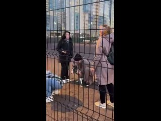 Вечерняя прогулка на площадке для выгула собак в ЖК "Чистое небо" закончилась трагедией.   Хозяйка бультерьера пустила... (видео)