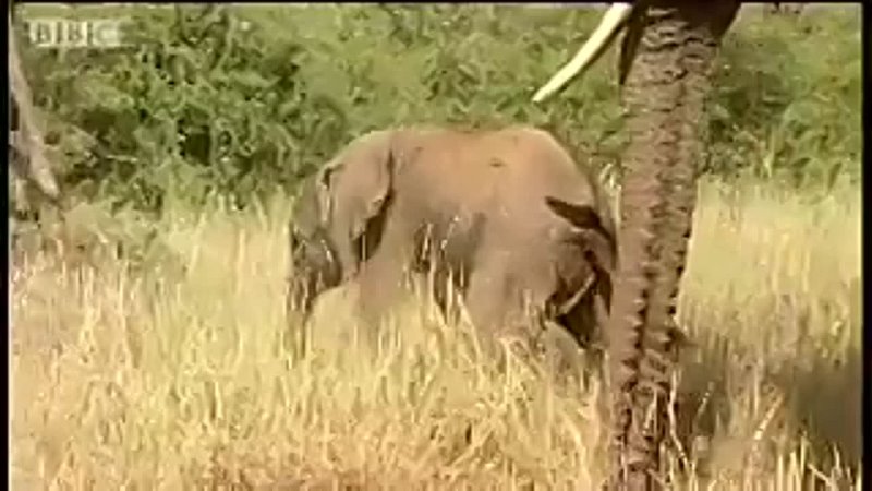 One day old baby elephant BBC