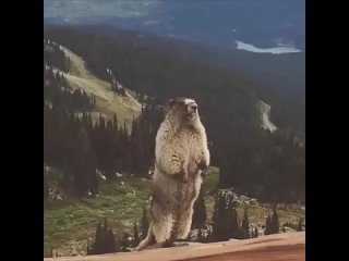 Куда катится мир😒 - Марина Лучникова