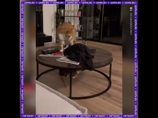 Если нету новостей выкладывай котиков - Alexandr Konstantinov