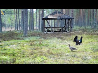 Фотоловушка Нижне-Свирского заповедника «поймала» токующего глухаря  Самец старался очаровать сразу двух глухарок. Он... (видео)