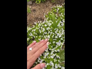 Высоко в горах - туман, снежники и очень много цветов  📸Марина Петрова (видео)