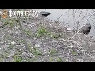 В реке Оккервиль погибли бобры  Петербуржцы заметили двух мёртвых бобров на берегу реки Оккервиль в Невском районе.... (видео)