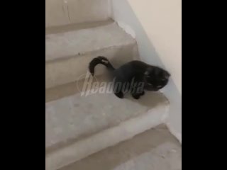 В Люберцах изуверы надругались над маленьким котенком в подъезде многоквартирного дома    В поселке Томилино уборщица... (видео)