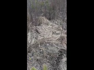 🐍 В Ленобласти и Петербурге этой весной заметно больше змей, включая гадюк.    Из-за теплой погоды они проснулись... (видео)