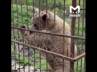 Начинаем день с зарядкой для настоящих медведей от косолапого Афанасия из Адыгеи. Бокс, разминка и завтрак в наличии. ... (видео)