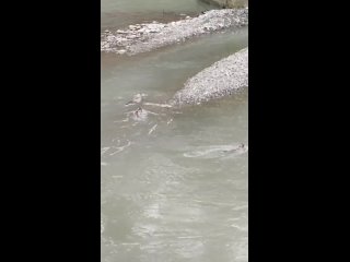 🦦 Маленькие выдры купаются у ТРЦ «Море Молл» (видео)