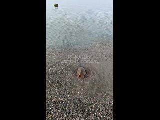 Черноморский скат собственной персоны    Скаты вольготно чувствуют себя в Черном море, производя многочисленное... (видео)