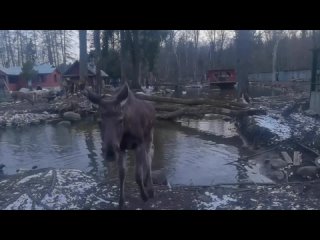 Лосиха Маруся из «Приюта Белоснежки» поцеловала и поприветствовала всех наших подписчиков. (видео)