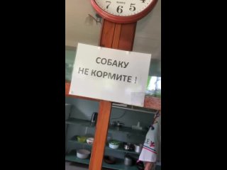 Жители Москвы слишком сильно откормили корги.  Несмотря на предупреждения от сотрудников, что нельзя кормить собаку,... (видео)