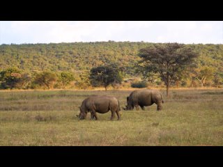 Африканский тур по дикой природе 8K Ultra HD 8K TV