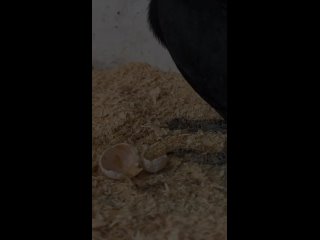 Печальная история в парке «Малинки».  Пара редких птиц калао впервые попыталась вывести птенцов, но попытка оказалась... (видео)