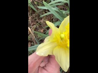 Вот так захочешь понюхать цветочек, а там такое 😳 Вот это уровень маскировки! Желтый паук ! 🕷️   📸:... (видео)