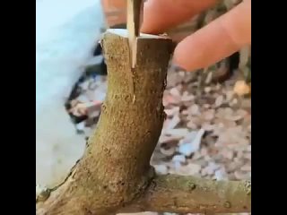 Как нужно прививать деревья