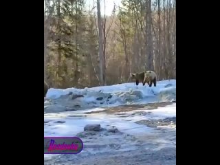 Косолапая семейка решила устроить утреннюю пробежку по дороге на юге Урала    Недалеко от города Межгорье... (видео)