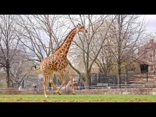 🦒 Теплый сезон начался и для южноафриканской жирафихи Липы из Московского зоопарка. Сегодня она выбежала на свою... (видео)