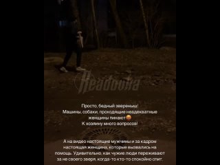 Порося Бориса пытались поймать жители калининградского микрорайона почти сутки    Местный хряк, а точнее вьетнамская... (видео)