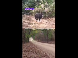 Котики сила , у нас их девять и все приемные 🐈 - Pavel Zelenin