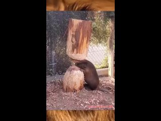 Бобры о технике безопасности не думают совсем (видео)