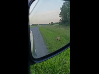 🦊Лису встретили на трассе недалеко от Шадринска  Удалось заснять красавицу в трех километрах от города. Автор ролика... (видео)