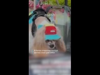 это все равно, что охотничью собаку в тир водить, что бы навыки не теряла - Сергей Я