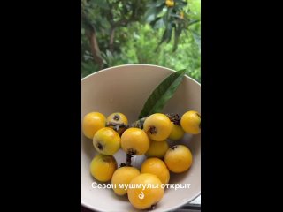 В сочинских садах поспела Мушмула. 😋  Плоды мушмулы являются природным регулятором уровня холестерина в крови.... (видео)