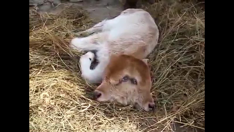 Two headed calf born in